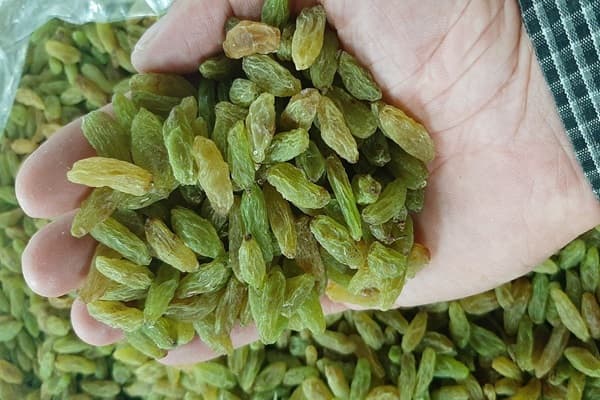 تهیه کشمش تیزابی سبز مقرون به صرفه