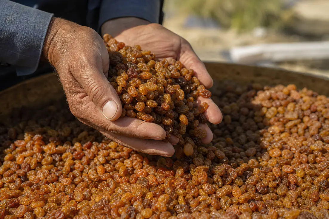 کشمش آفتابی درجه یک استاندارد درجهبندی و اثر قیمت