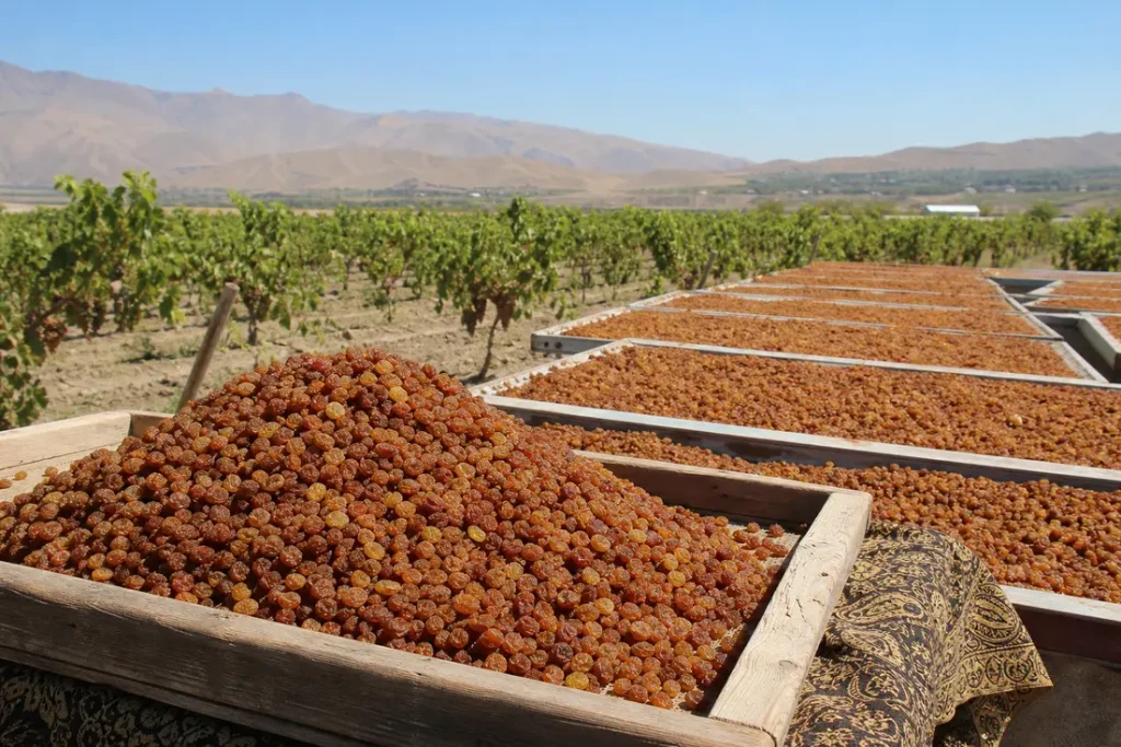 sun-dried-juicing-raisins-authenticity-quality-buying-guide-0-1788285828039
