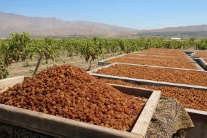 کشمش آفتابی آبگیری معیارهای تشخیص اصالت پیش از خرید