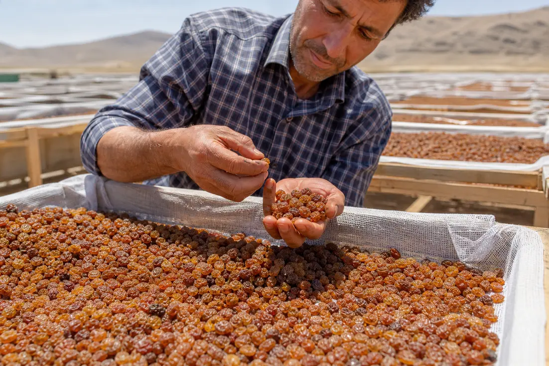 کشمش آفتابی آبگیری معیارهای تشخیص اصالت پیش از خرید